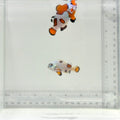 Jumbo Orange Storm Clownfish Pair