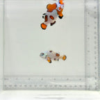 Jumbo Orange Storm Clownfish Pair