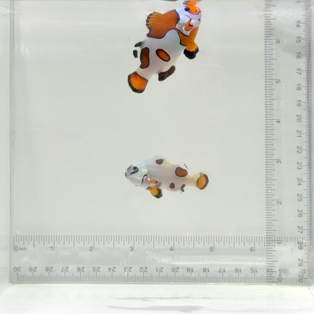 Jumbo Orange Storm Clownfish Pair