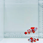 Jumbo Orange Storm Clownfish Pair – Amphiprion ocellaris