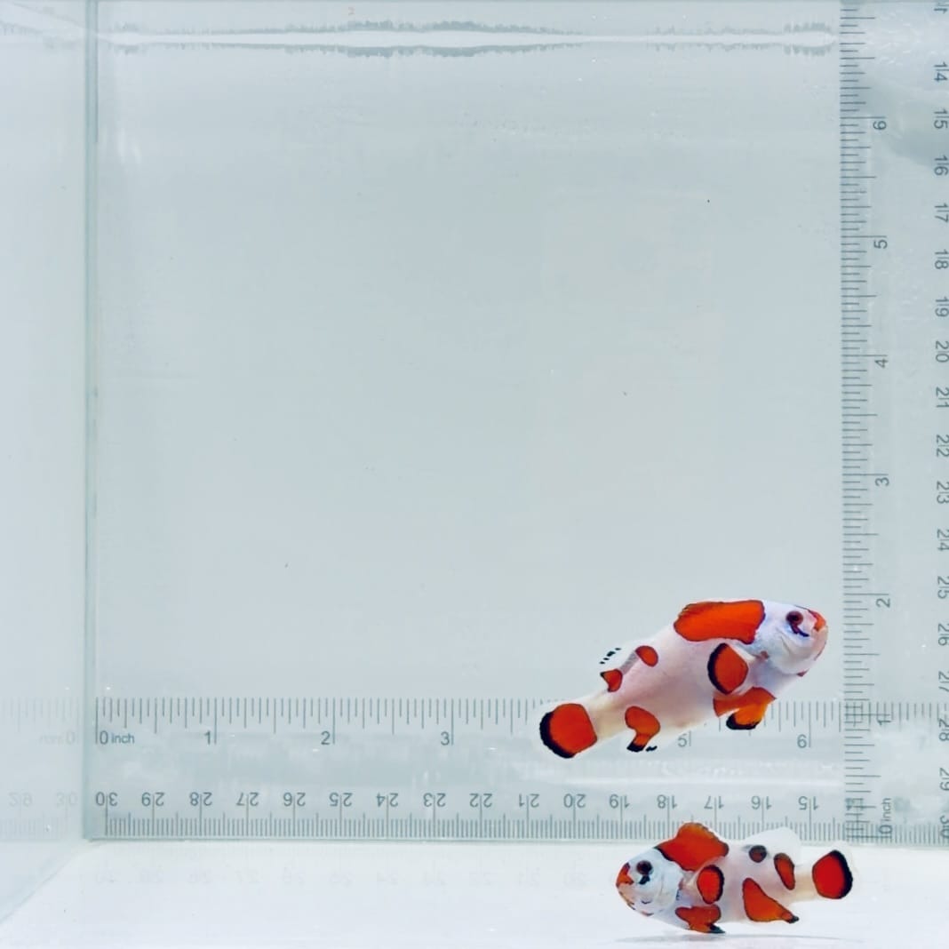 Jumbo Orange Storm Clownfish Pair – Amphiprion ocellaris