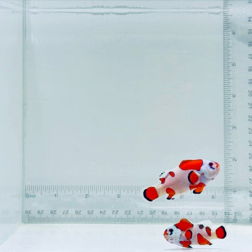Jumbo Orange Storm Clownfish Pair – Amphiprion ocellaris