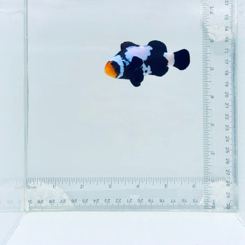 Jumbo Premium Black Snowflake Clownfish