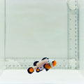 Jumbo Premium Frostbite Clownfish