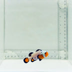 Jumbo Premium Frostbite Clownfish