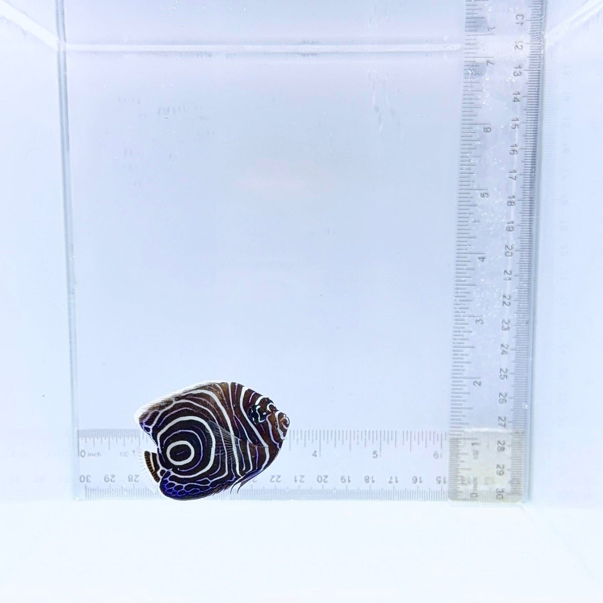 Juv. Emperor Angel Fish – Pomacanthus imperator