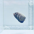 Juv. Emperor Angelfish