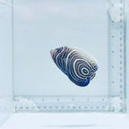 Juv. Emperor Angelfish