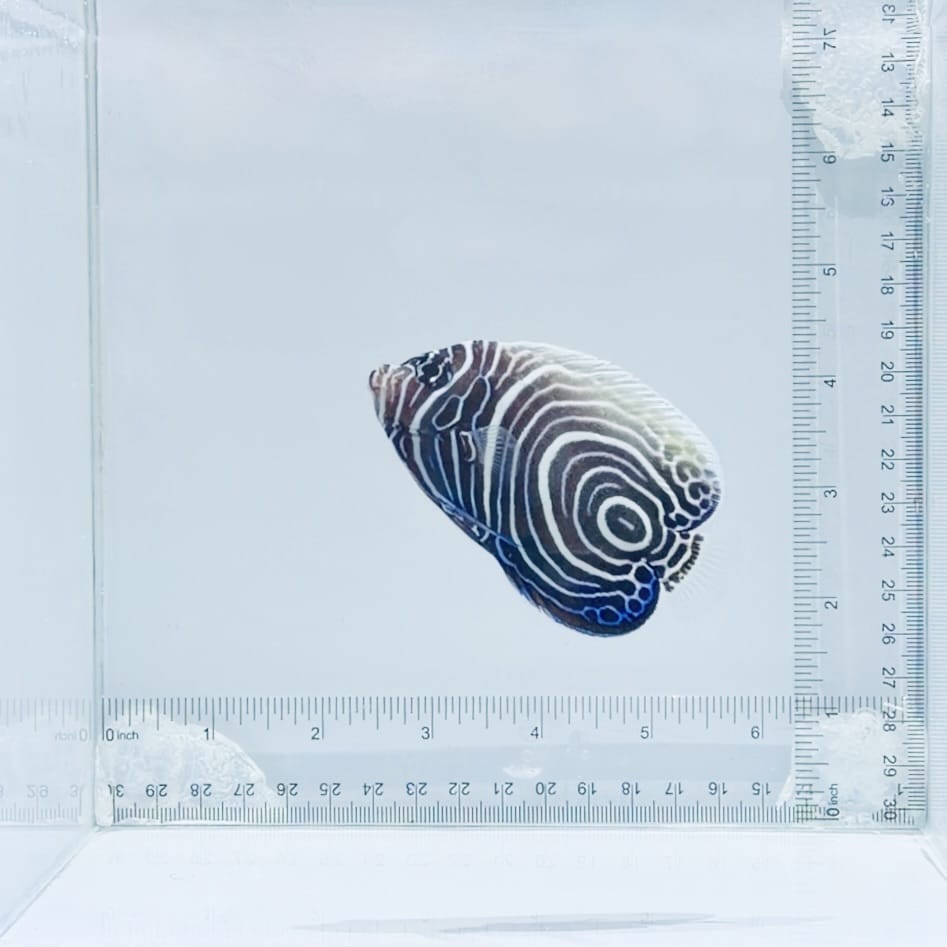 Juv. Emperor Angelfish