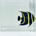 Juv. French Angelfish