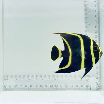 Juv. French Angelfish