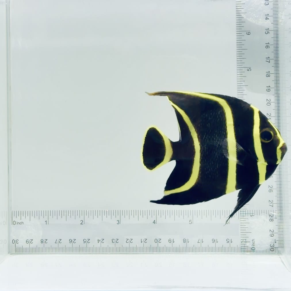 Juv. French Angelfish