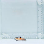 Juv. Twin Spot Wrasse