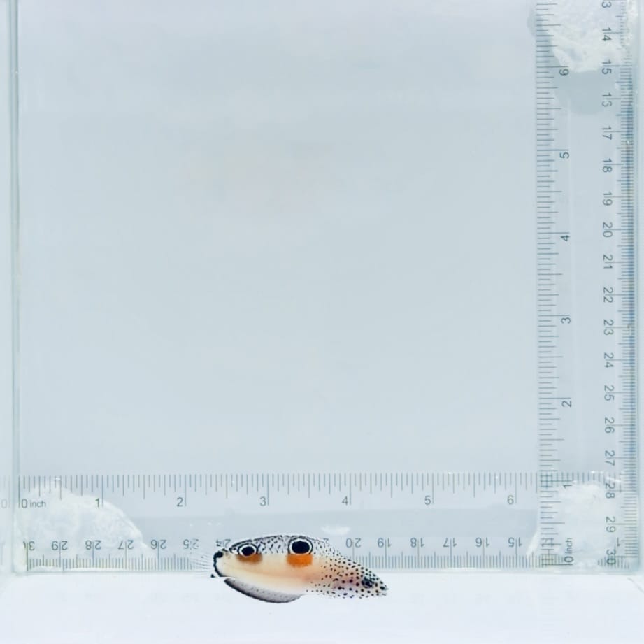 Juv. Twin Spot Wrasse