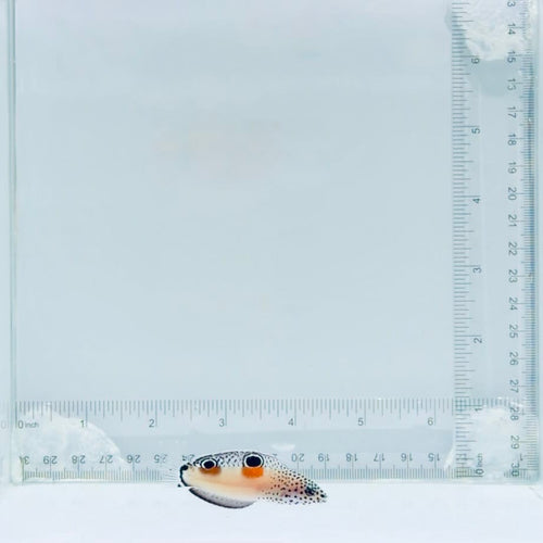 Juv. Twin Spot Wrasse
