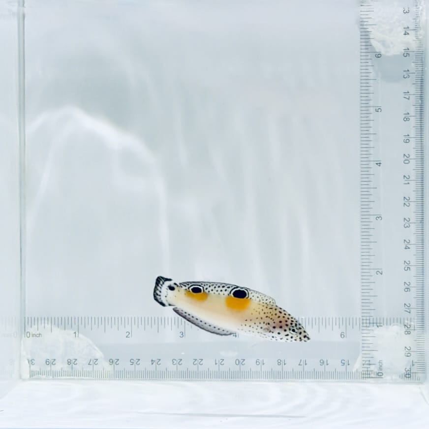 Juv. Twin Spot Wrasse