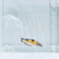 Juv. Twin Spot Wrasse