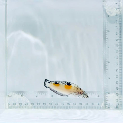 Juv. Twin Spot Wrasse