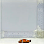 Juvenile Formosa Wrasse