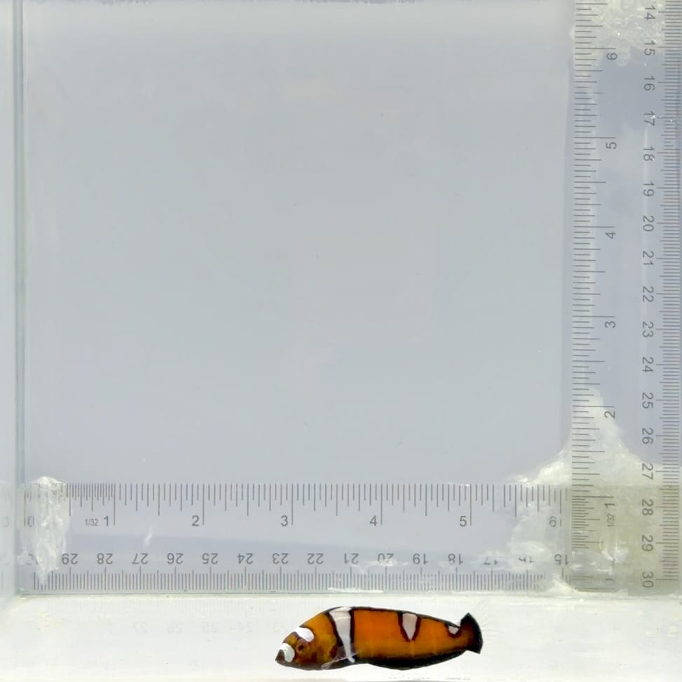 Juvenile Formosa Wrasse