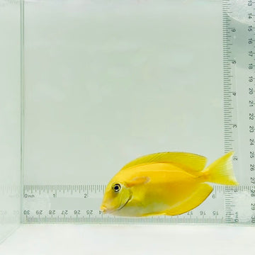 Juvenile Orange Shoulder Tang