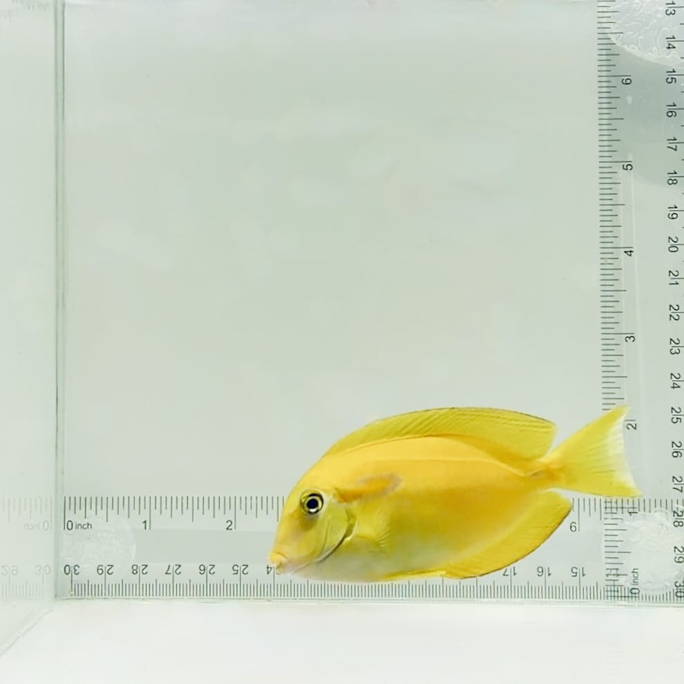 Juvenile Orange Shoulder Tang