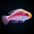 Katherine's Fairy Wrasse - Female
