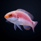 Katherine's Fairy Wrasse - Female