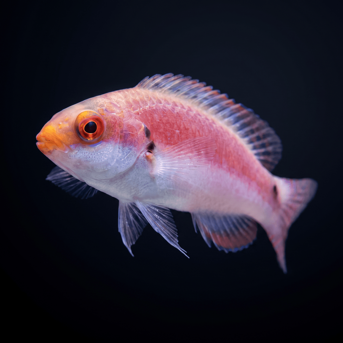Katherine's Fairy Wrasse - Female