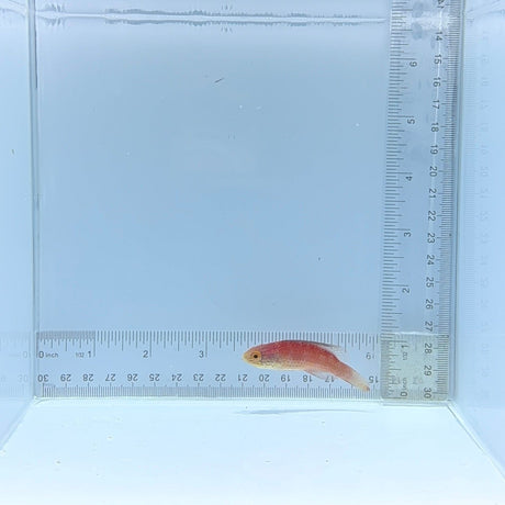 Katoi Fairy Wrasse — Cirrhilabrus katoi