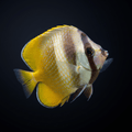 Klein's Butterflyfish