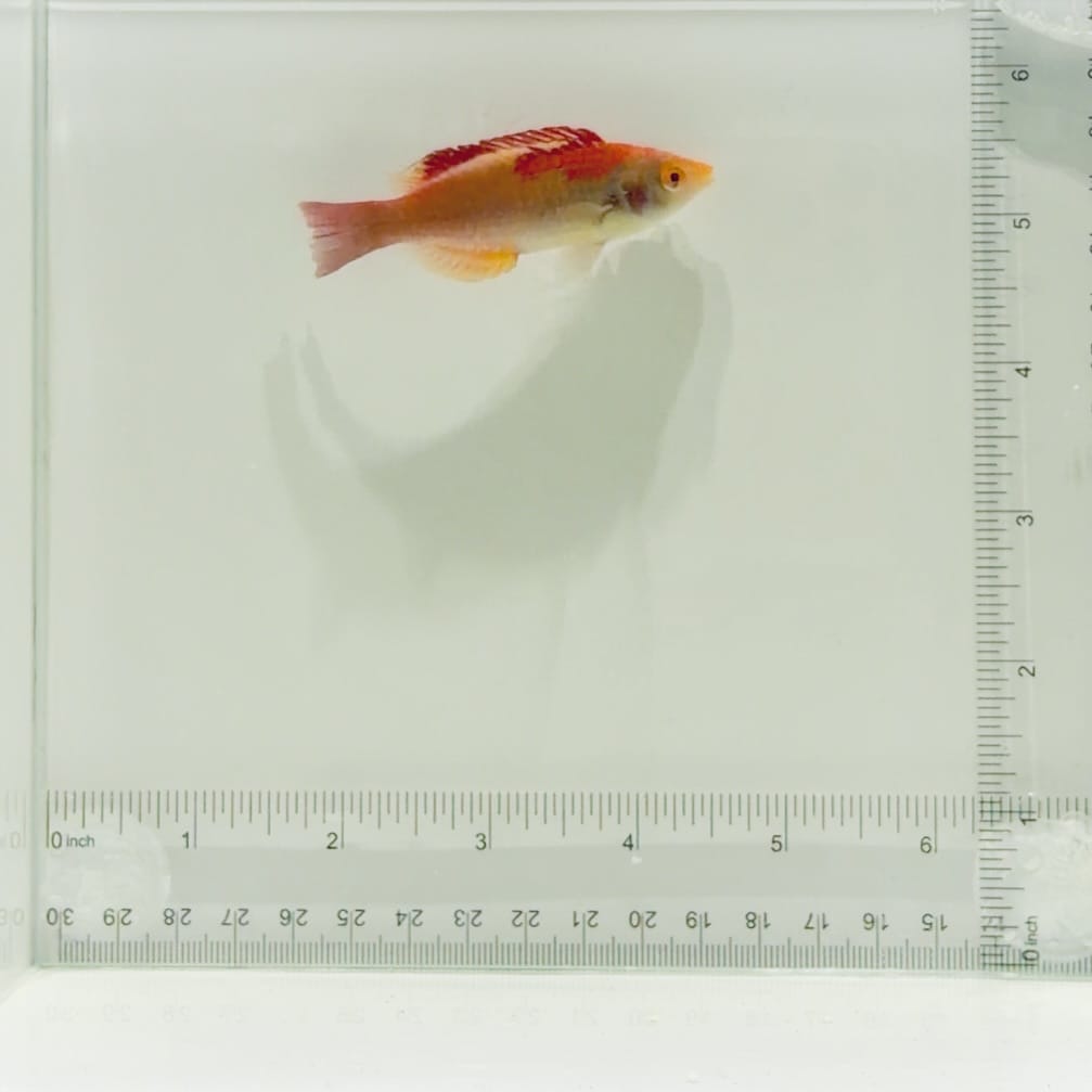 Koi Fairy Wrasse