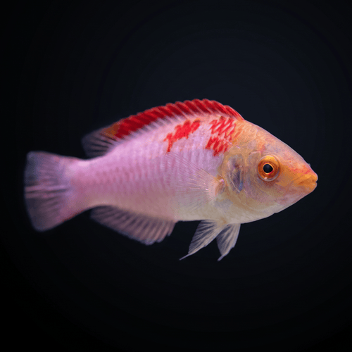 Koi Fairy Wrasse - Male