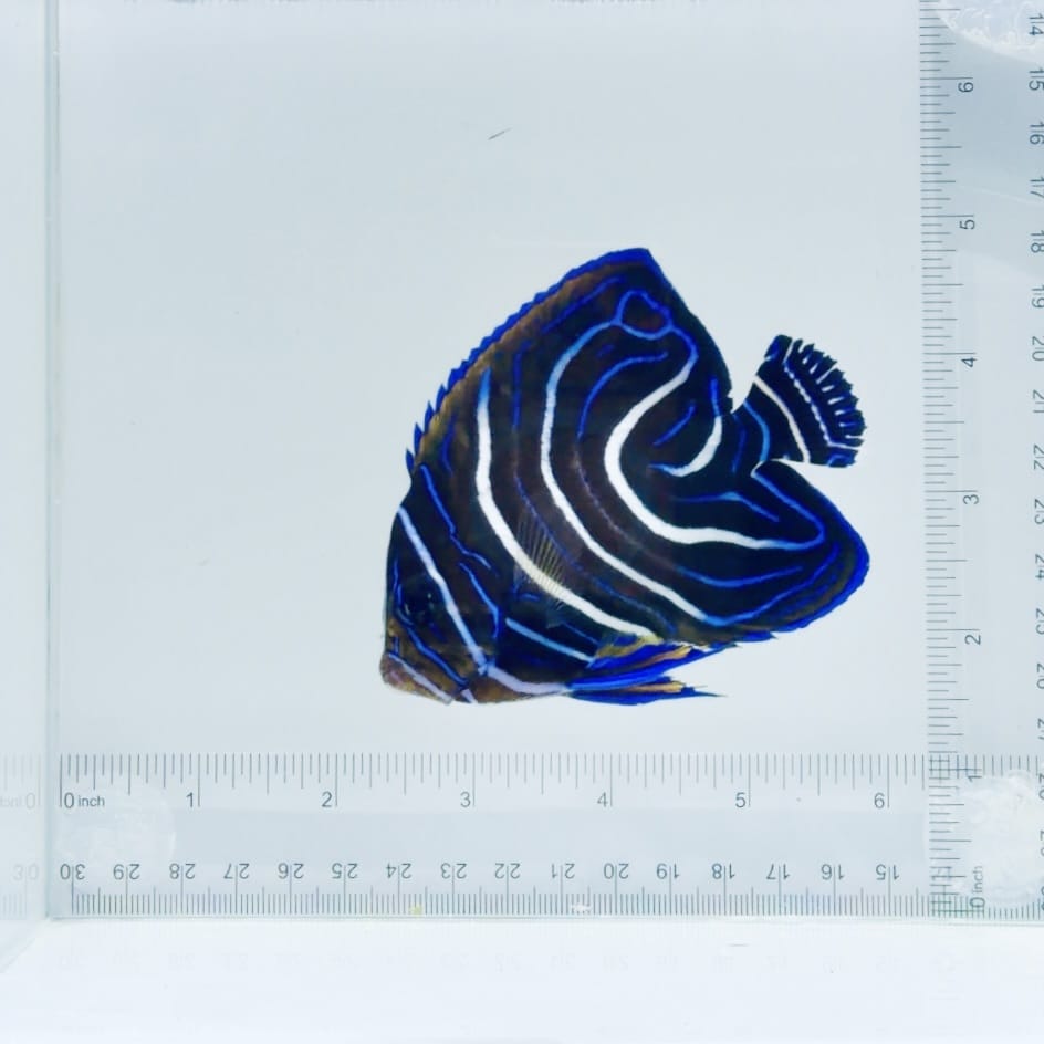 Koran Angelfish