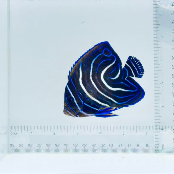 Koran Angelfish