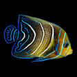 Koran Angelfish - Changing - Pomacanthus semicirculatus
