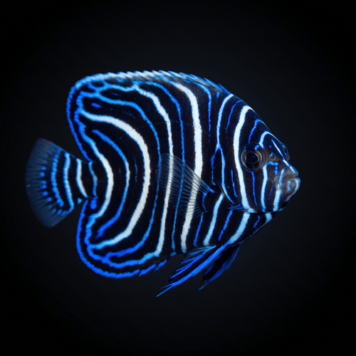 Koran Angelfish - Juvenile