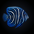 Koran Angelfish - Juvenile