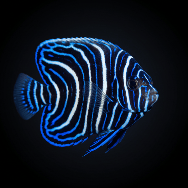 Koran Angelfish - Juvenile