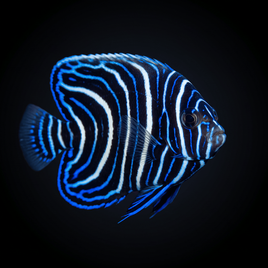 Koran Angelfish - Juvenile