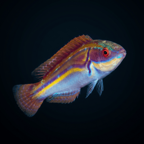 Labout's Fairy Wrasse