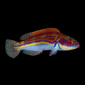 Labout's Fairy Wrasse - Cirrhilabrus laboutei
