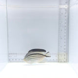 Lamarck Angelfish — Genicanthus lamarck