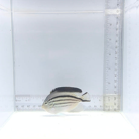 Lamarck Angelfish — Genicanthus lamarck