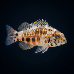 Lantern Basslet - Serranus Baldwini