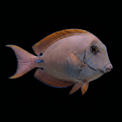 Lavender Tang