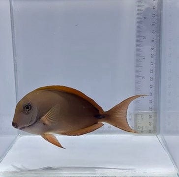 Lavender Tang — Acanthurus nigrofuscus