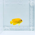 Lemonpeel Angelfish