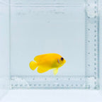Lemonpeel Angelfish