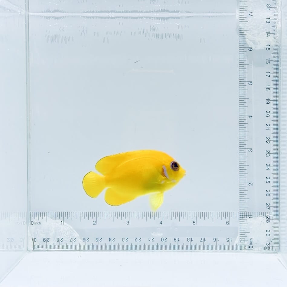 Lemonpeel Angelfish